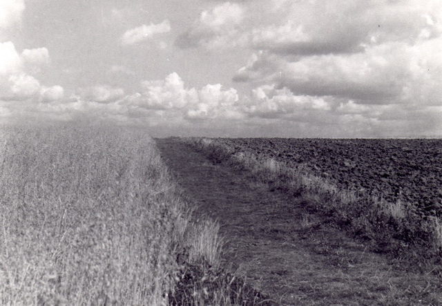 Wheat/Barley being grown in 1955 near The Wells