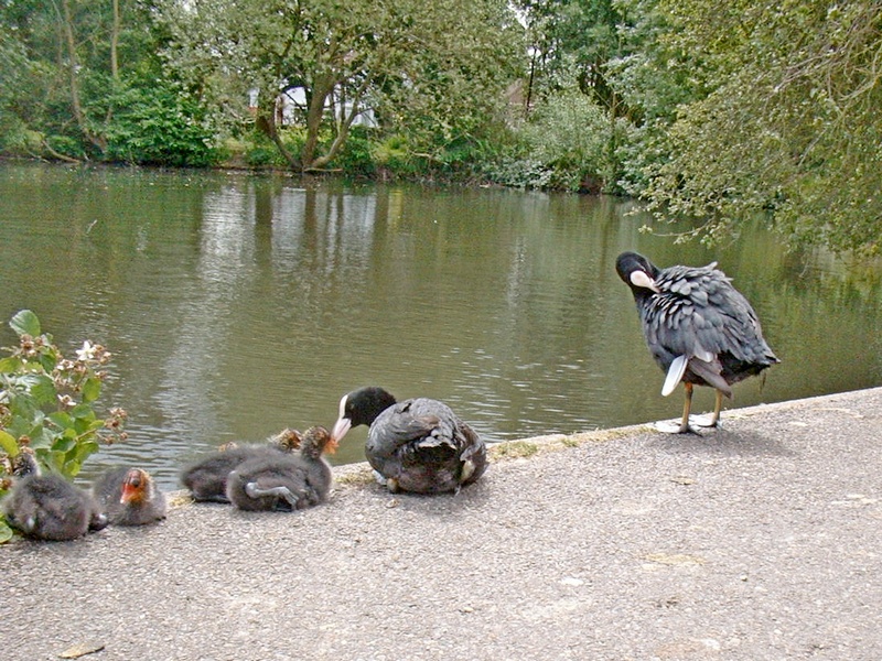 Coots with chicks at Stamford Green Pond