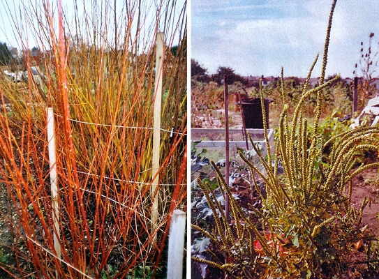 Willow for weaving, Woad for dying