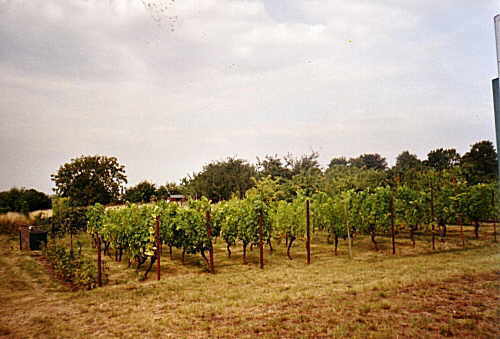 The Vineyard