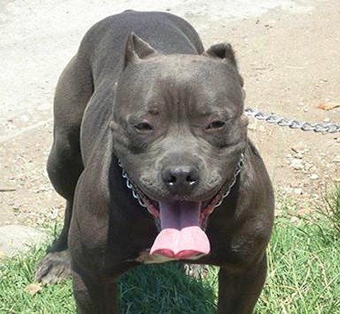An American Pit Bull Terrier