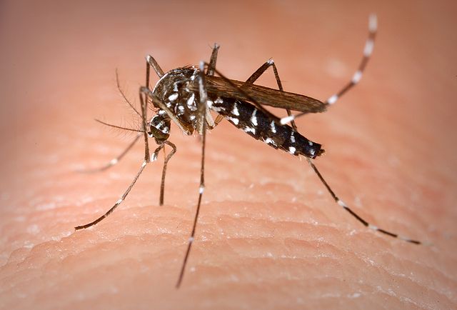 The Asian Tiger Mosquito The Asian Tiger Mosquito