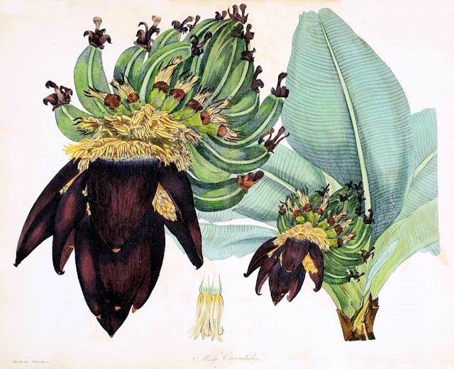 Musa cavendishii