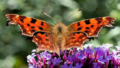 Comma Butterfly