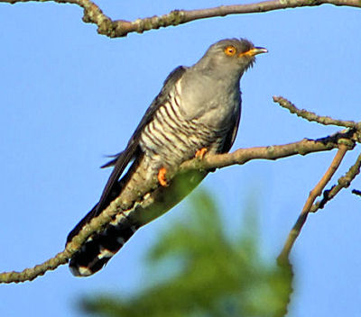 Cuckoo