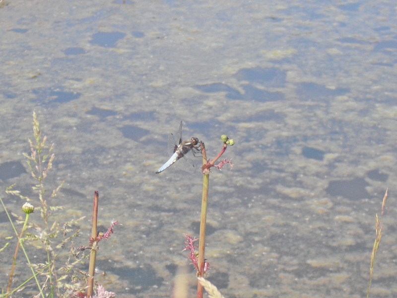 A dragonfly visits the pond A dragonfly visits the pond