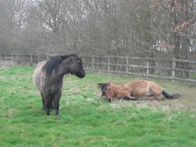 Horses