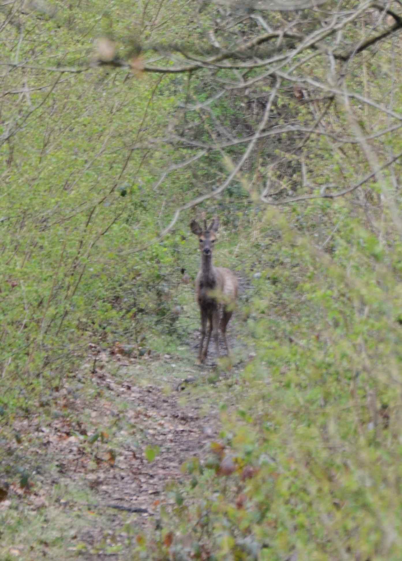 Deer