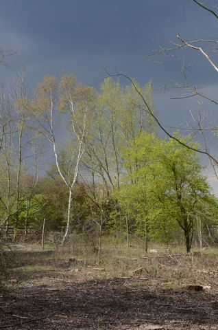 Hollymoor Grove