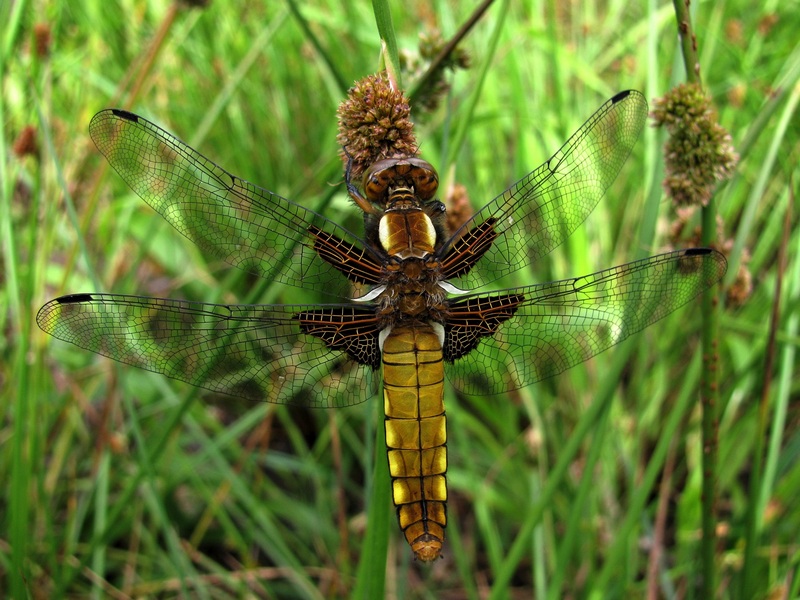 Damselfly Damselfly