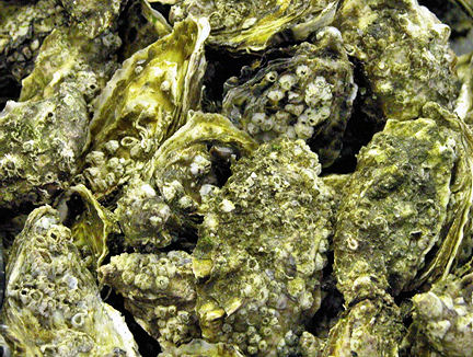 Fresh Whitstable oysters.