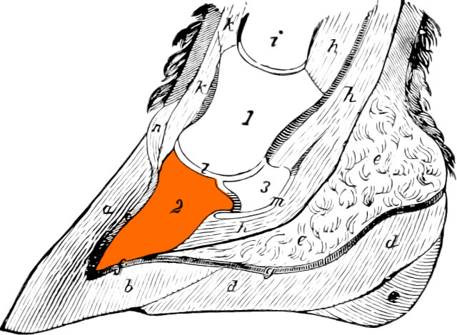 Diagram of a horse's hoof with the Coffin bone coloured orange.