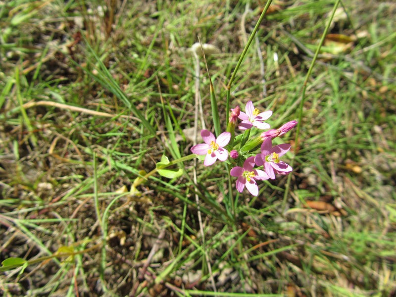 Common Centaury