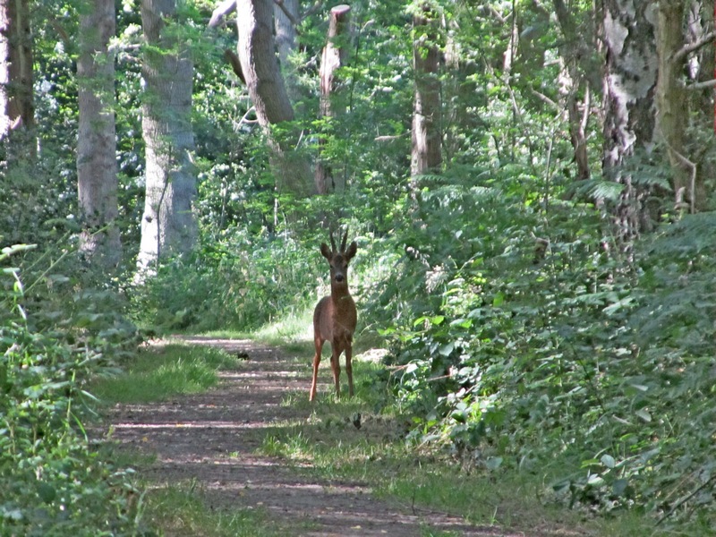 Roe Deer Roe Deer