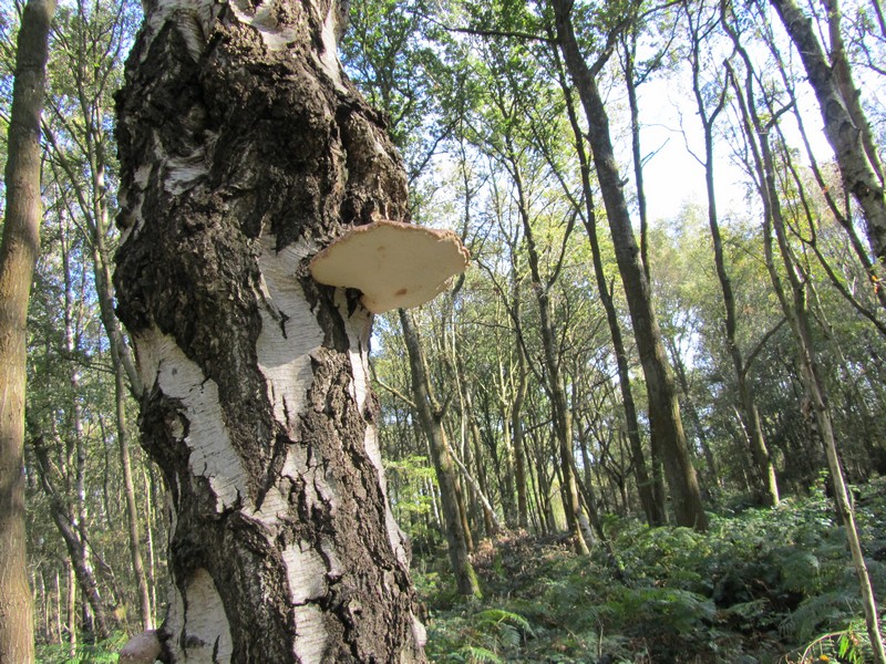 Birch Polypore