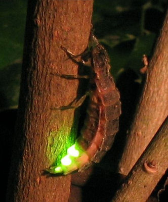 Glow-worm