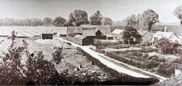 Warren Farm was noted for its lavender fields. It was demolished in the development of Nonsuch High School for Girls and after 1980 the fields were no longer cultivated.