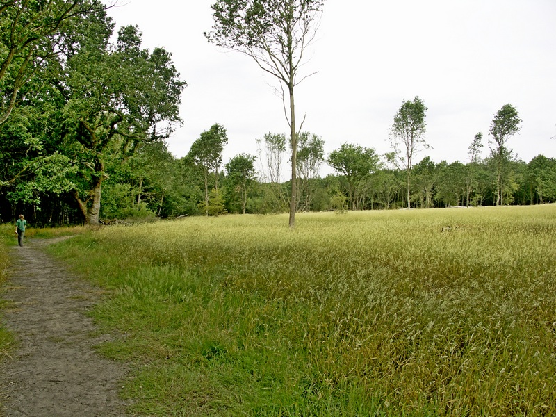 Meadow After