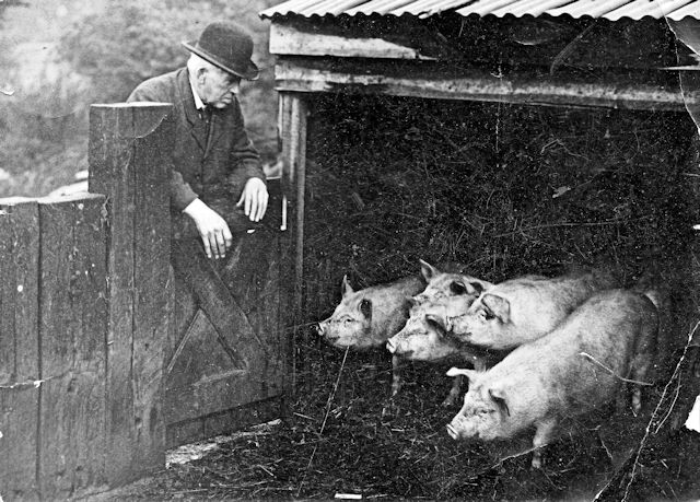George Oakshott viewing some of his pigs