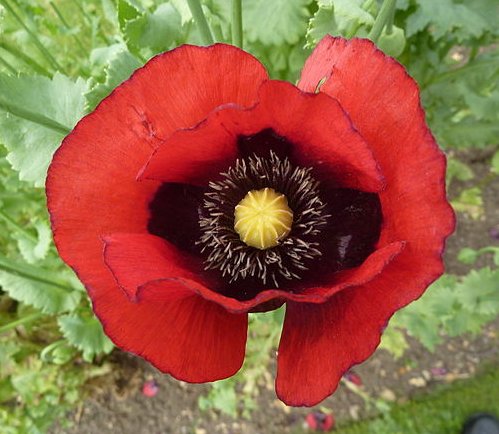 Papaver somniferum - the opium poppy.