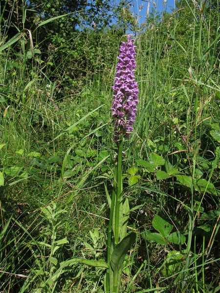 Orchid