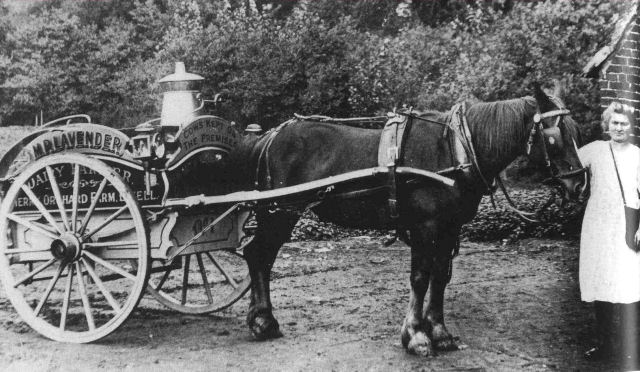 Horse drawn milkcart