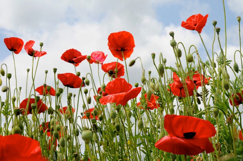Poppyfield Normandy