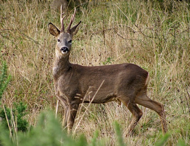 Roe