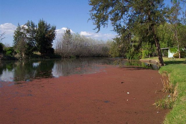 The Cudgegong River at Mudgee
