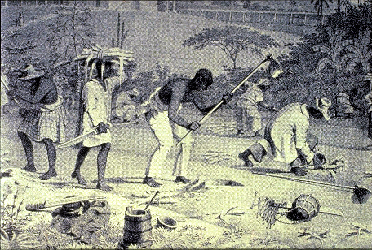 Sugar Cane Cultivation, Trinidad, 1836 By Richard Bridgens