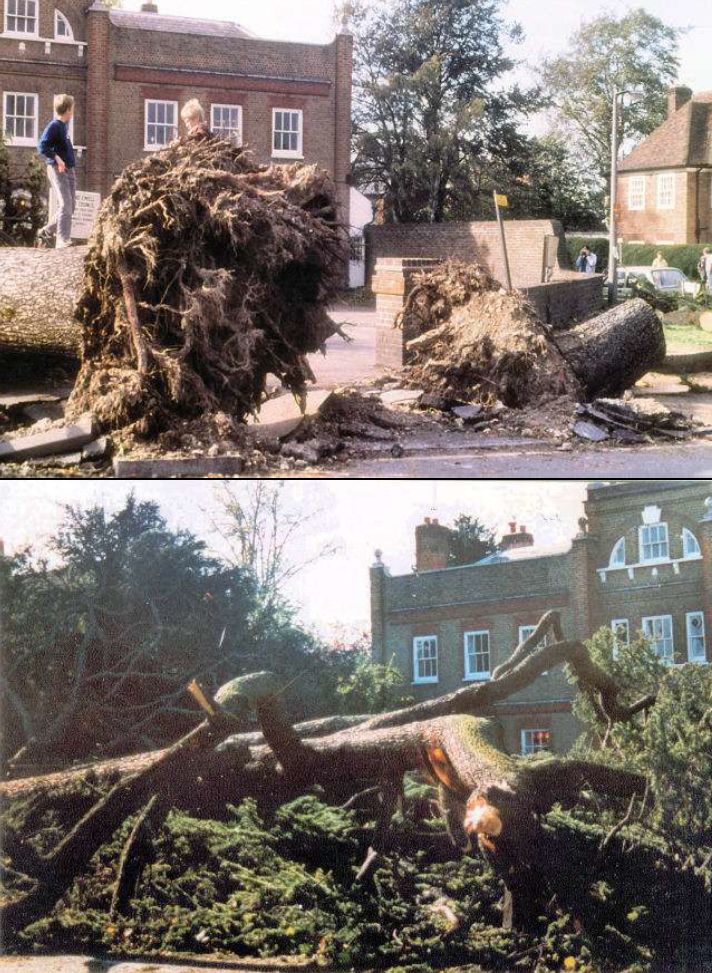 Fallen Trees outside The Cedars