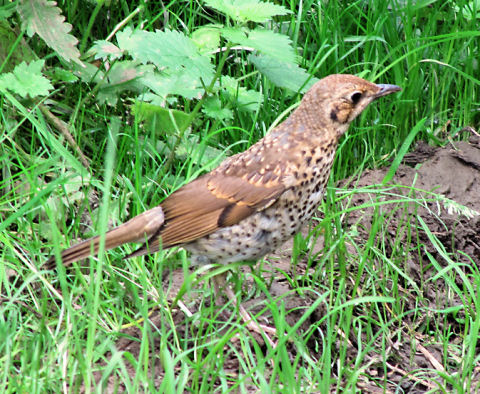 Song Thrush