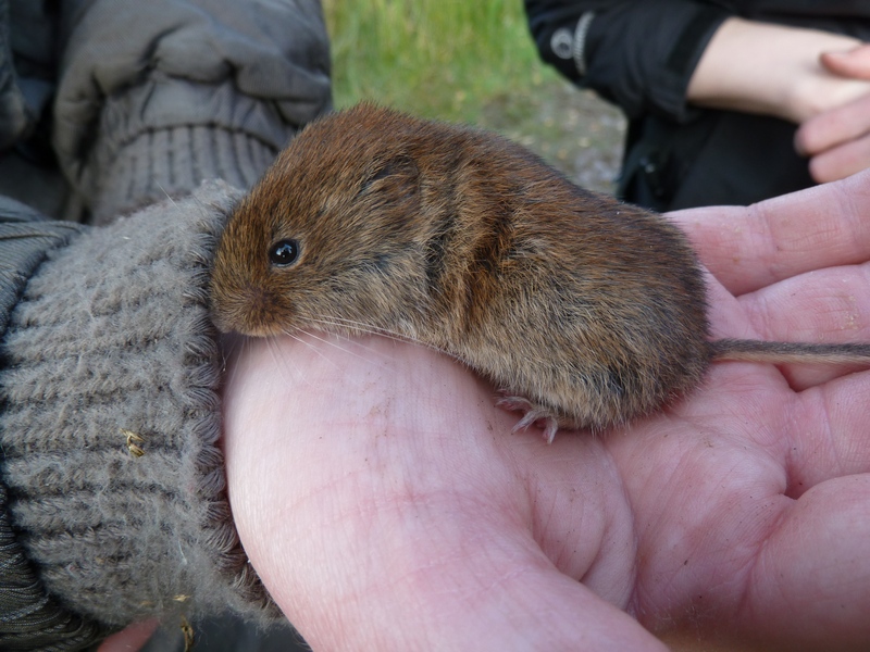 bank vole bank vole