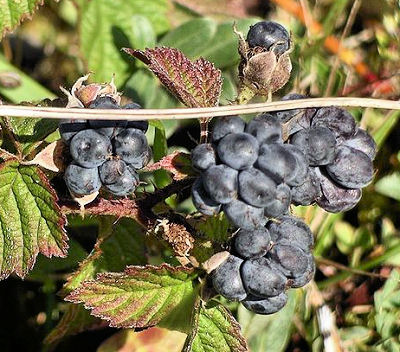 Dewberries