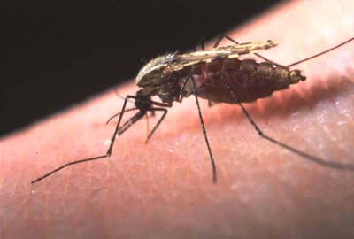 A Mosquito