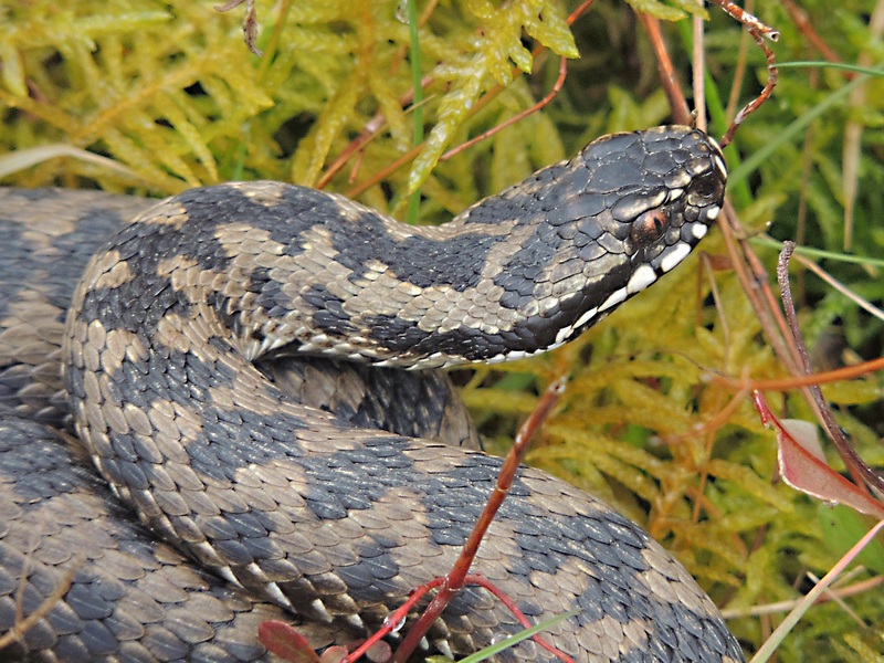 Adder Adder