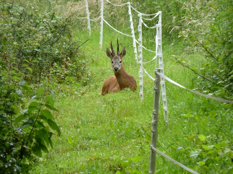 Roe deer (buck) in Rye Meadow